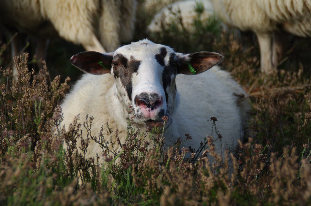 schaap heide