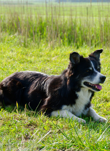 bordercollie