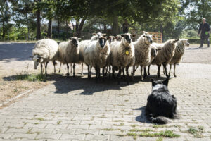 schapen-hond