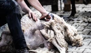schaap
