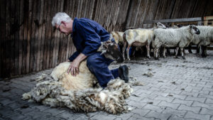 herder-scheren-schaap