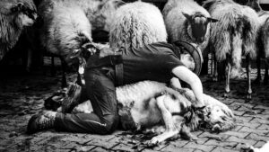 herder-schapen-sheren