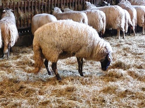 Dit is Hermi een 3-jarige ooi en hoogzwanger. Het wordt haar eerste bevalling. Je kan zien dat ze op alle dagen loopt: ze draait onrustig rondjes, krabt met haar voorpoot over de grond en ligt wat apart van de andere ooien.