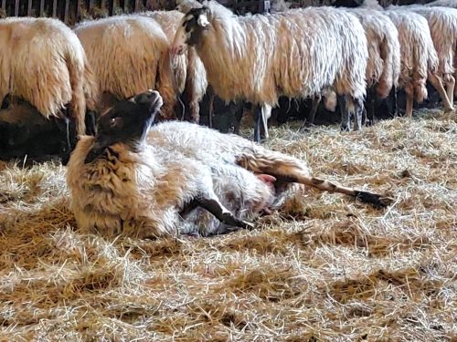 Even later ligt Hermi op de grond, half op haar rug, kop regelmatig omhoog. Ze vangt de weeën op.