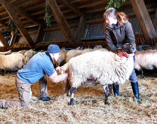 De weeën duren al een tijdje en er is nog geen lam te zien. Voor de zekerheid controleert Herder Peter de ligging van het lam. Met een grote handschoen, ingesmeerd met glijmiddel, voelt hij in de vulva van de ooi. Hij voelt twee pootjes en daarboven de neus van het lammetje. Alles ligt precies zoals het zou moeten. Laat de ooi haar werk doen.