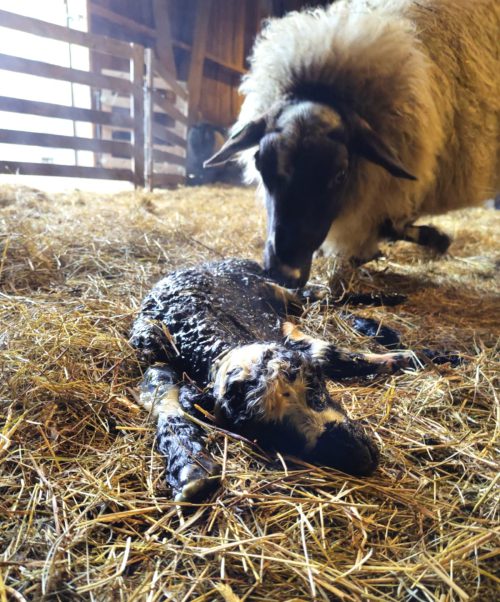 Na 1 1/2 uur is het gelukt. Een nieuw ooitje is geboren! Overdekt met vocht en vruchtvlies ligt het lam plat in het stro. Moeders likt haar dochter schoon en een beetje droger. Ze begint bij het vlies om de neus van het lam, zodat die kan ademen.  Tussen het likken door zet Hermi steeds een paar stappen achteruit, alsof ze van een afstandje moet kijken wat er nu weer uit haar buik kwam. Haar eerste lam, ze is nog wat onwennig.