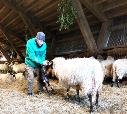 Moeder en dochter zijn even bijgekomen. Peter pakt het lam voorzichtig op en houdt het voor de neus van de moeder. Achteruitlopend leidt hij hun beiden naar een hokje met vers water en hooi. Hier blijven moeder en kind twee dagen. Goed voor de bonding.