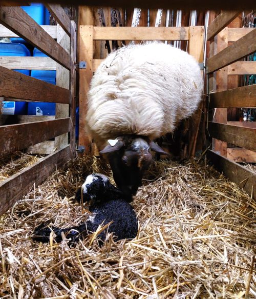 In het hokje wordt de aanhechting van de navelstreng ontsmet. We controleren of de uiers van de ooi goed melk geven en het het lam d'r eerste portie biest drinkt.