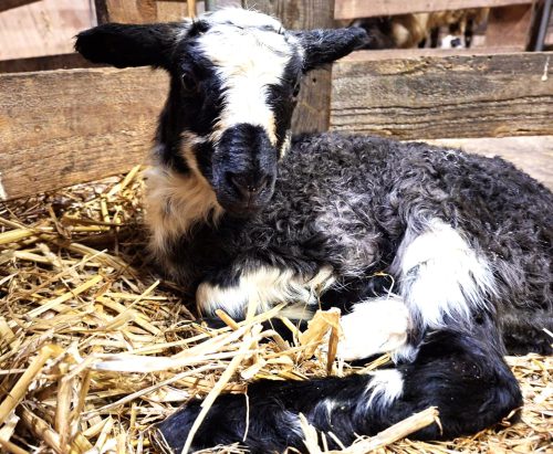 Moeder en dochter tevreden in de kraamkamer. Na twee dagen gaan ze naar de 'familiekamer' waar ze samen staan met de andere lammetjes en moeders.