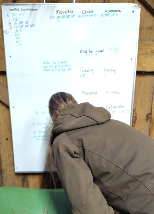 Marian werkt de administratie bij. Dit is het 31ste lam Nog 110 zwangere dames te gaan.